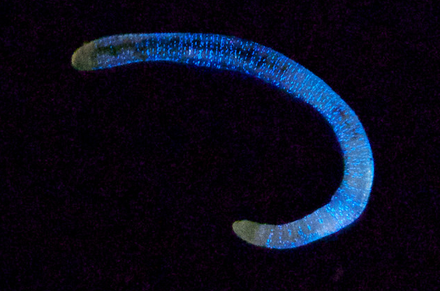 Вот он какой  красивый  Хенлей.