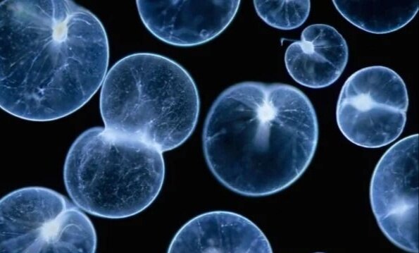 Noctiluca scintillans