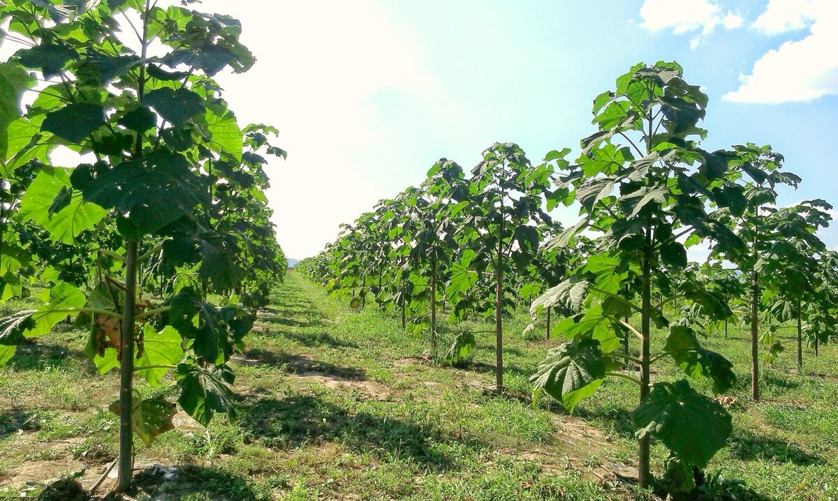                                                    Павловния - самое быстрорастущее дерево.   