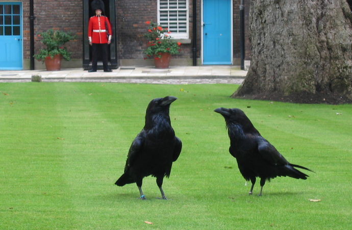 Вороныhttps://upload.wikimedia.org/wikipedia/commons/6/68/London_tower_ravens.jpg