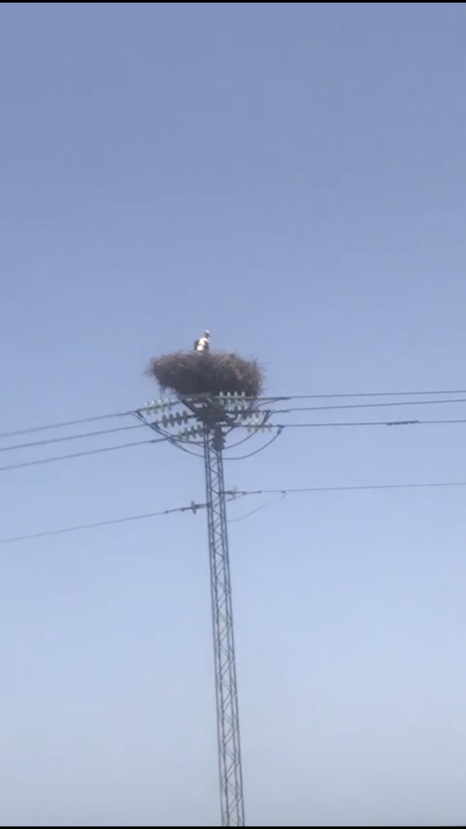 аисты вдоль трассы вьют себе гнёзда.
