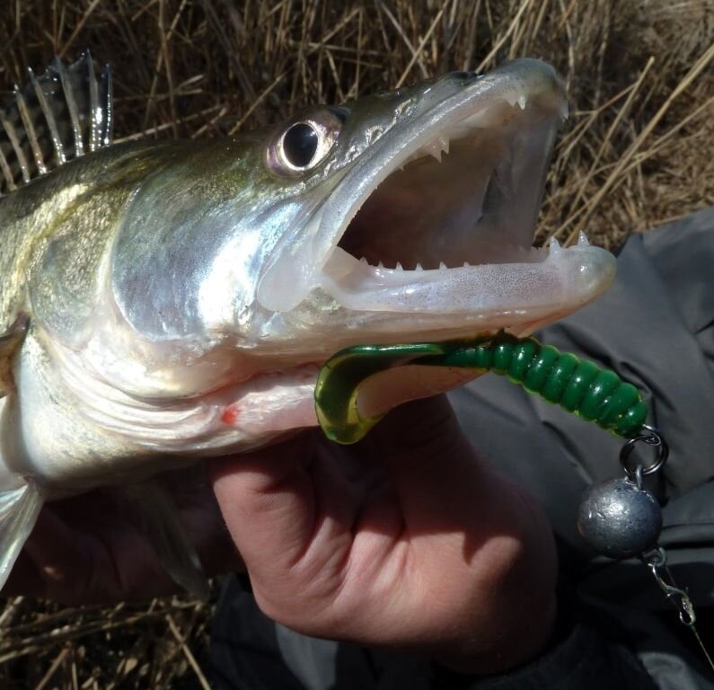 Судак на твистер. Фото из открытого источника