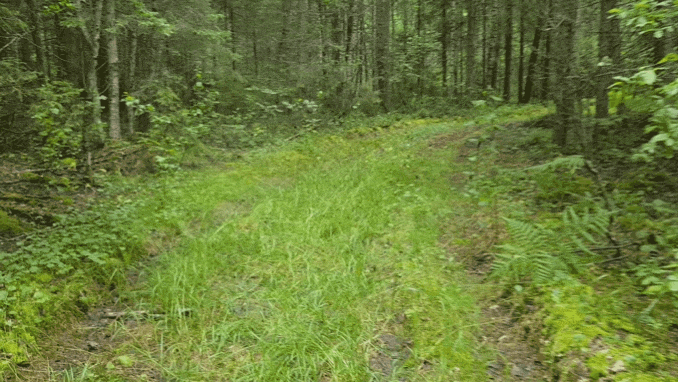 Сыроежка встречает ) Тверские леса дикие, видел Лосиные следы. Июль 19г