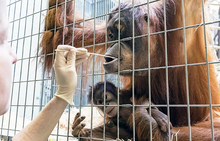 Источник фото: foxnews.com На фото запечатлен момент, как специалисты берут биологический материал для ДНК теста у самки Майи, чтобы определить, кто является отцом ее детеныша Падмы.