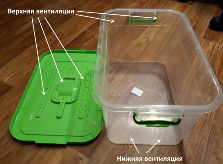 контейнер , где будут жить змейки до года , так как стандартный  террариум слишком пока большой для них                                                                                                              фото из открытого доступа в интернете