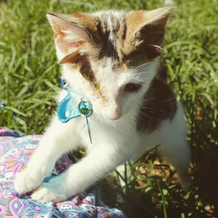 Image credits: www.instagram.com/frank_n_kitten/