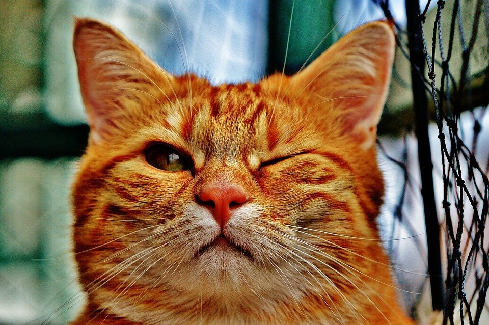 https://pixabay.com/ru/photos/%D0%BA%D0%BE%D1%88%D0%BA%D0%B0-%D0%BF%D0%BE%D0%B4%D0%BC%D0%B8%D0%B3%D0%B8%D0%B2%D0%B0%D1%82%D1%8C-%D1%81%D0%BC%D0%B5%D1%88%D0%BD%D0%BE%D0%B9-%D0%BC%D0%B5%D1%85-1333926/