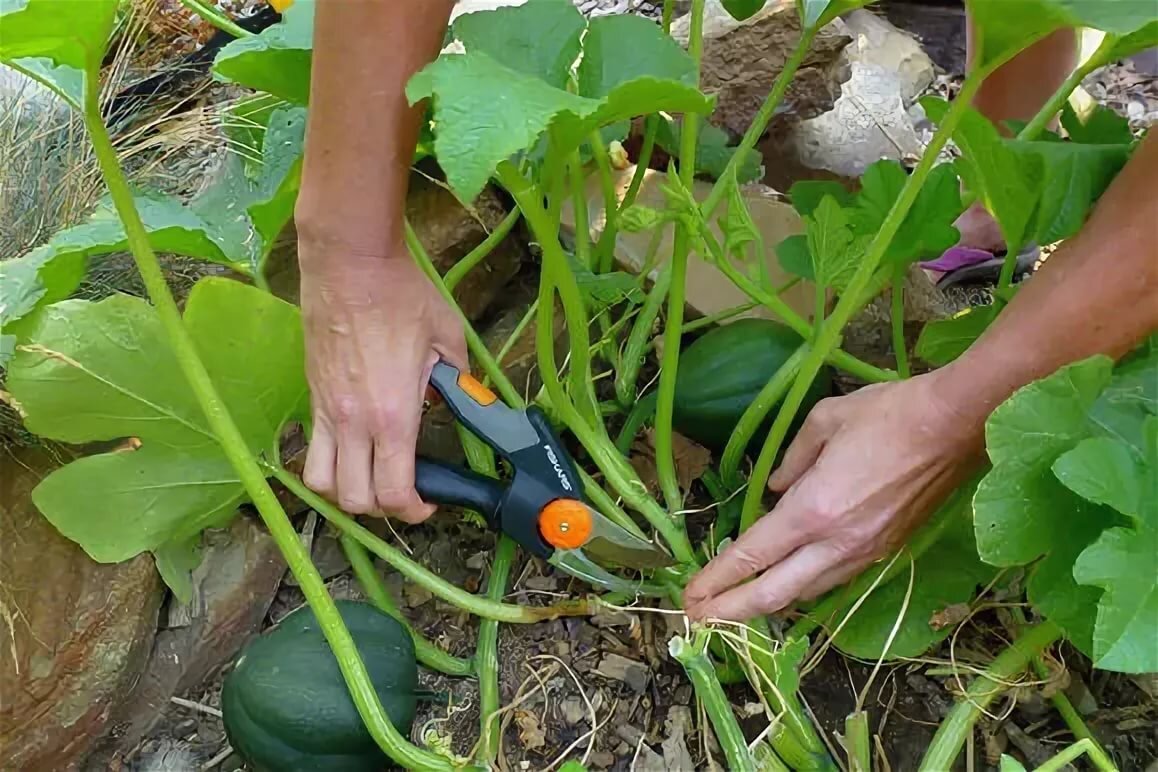 Выращивание тыквы: условия и особенности