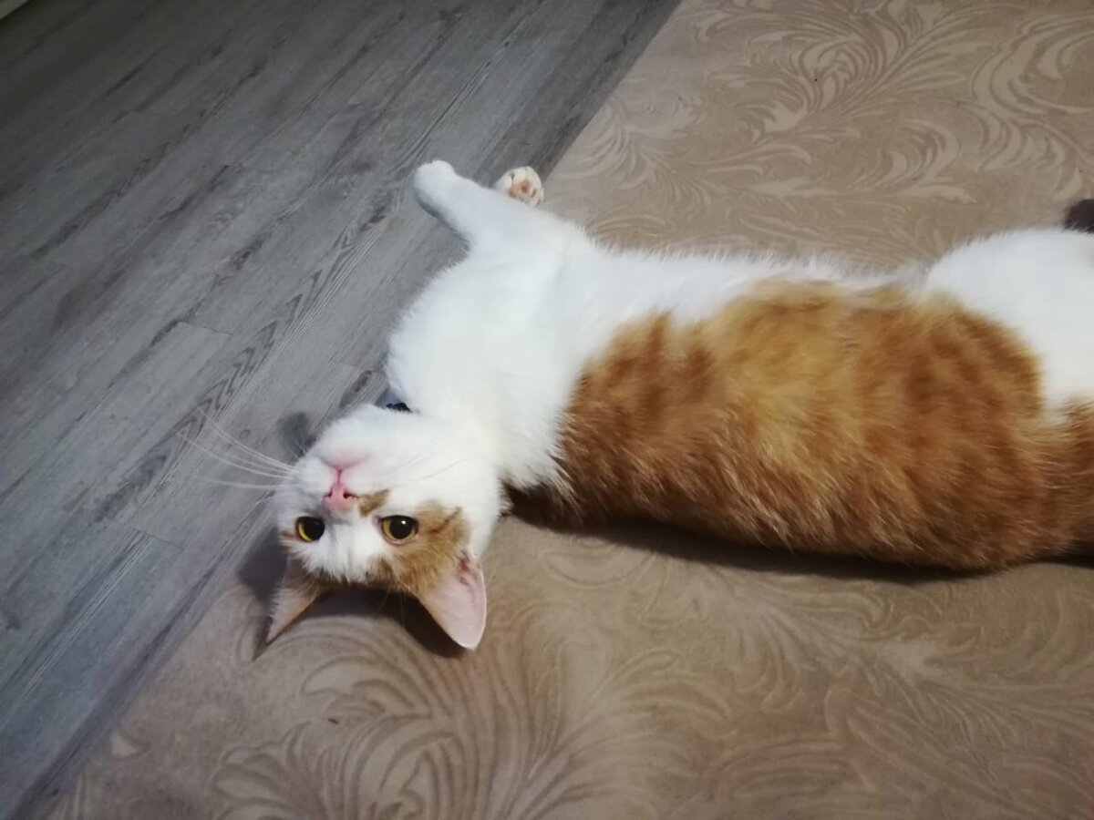 5 дней после кота. как определить возраст котенка до года. 5 дней после кота. 5 дней после кота. шов после стерилизации.