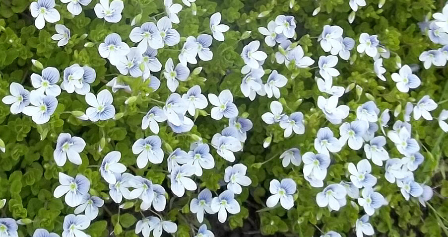 Во время цветения вероника нитевидная вся покрыта такими вот нежными голубыми цветочками