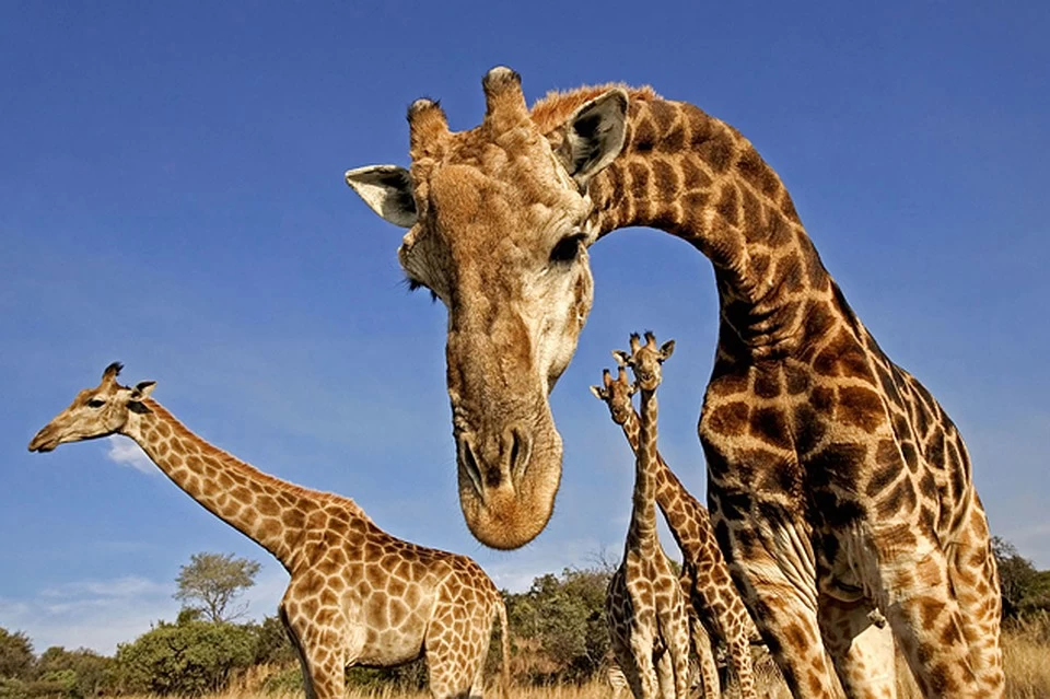 Ученые объяснили, почему у жирафа длинная шея - Российская газета