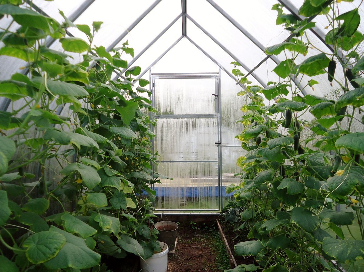 Фото взято с интернета