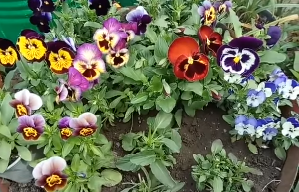 Анютины глазки