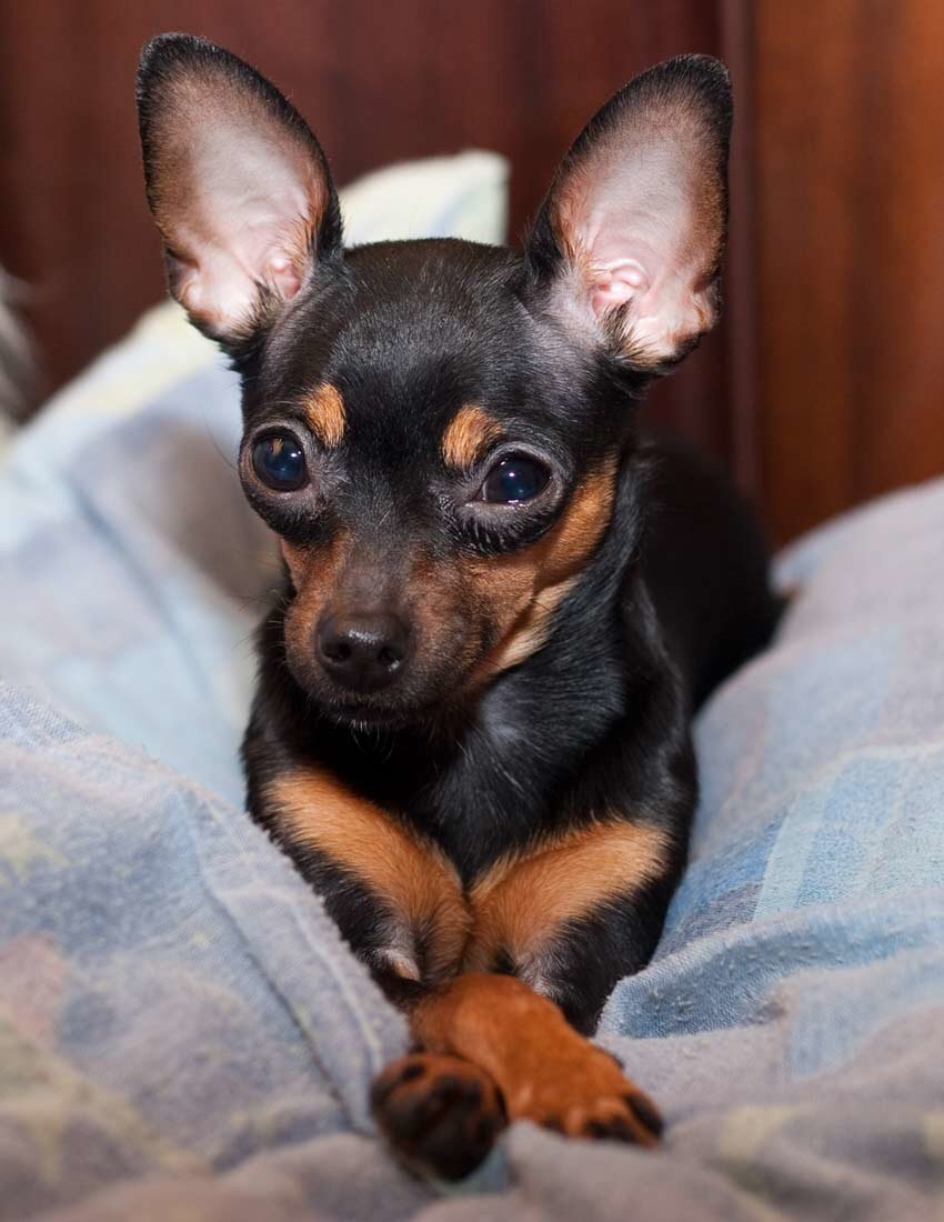 Милый пёсик!