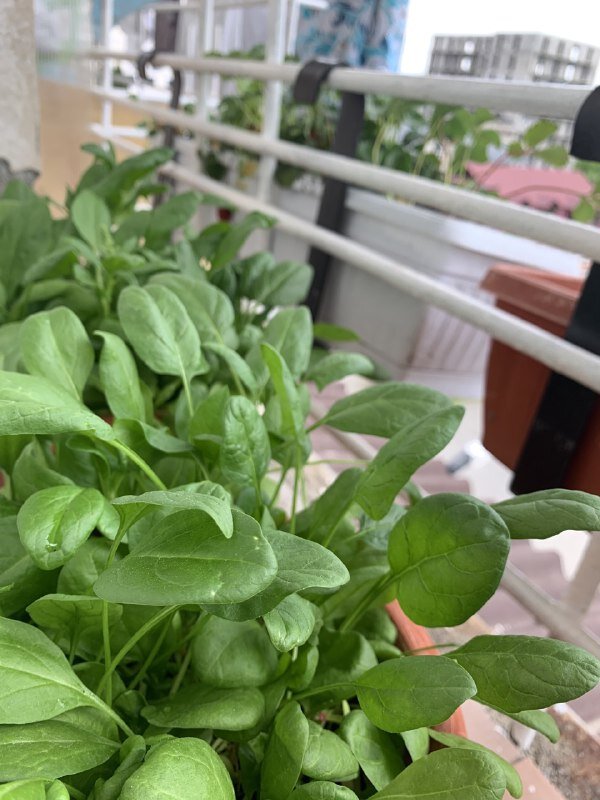 Разбили висячие сады Семирамиды на нашем балконе. на фото наш урожай шпината