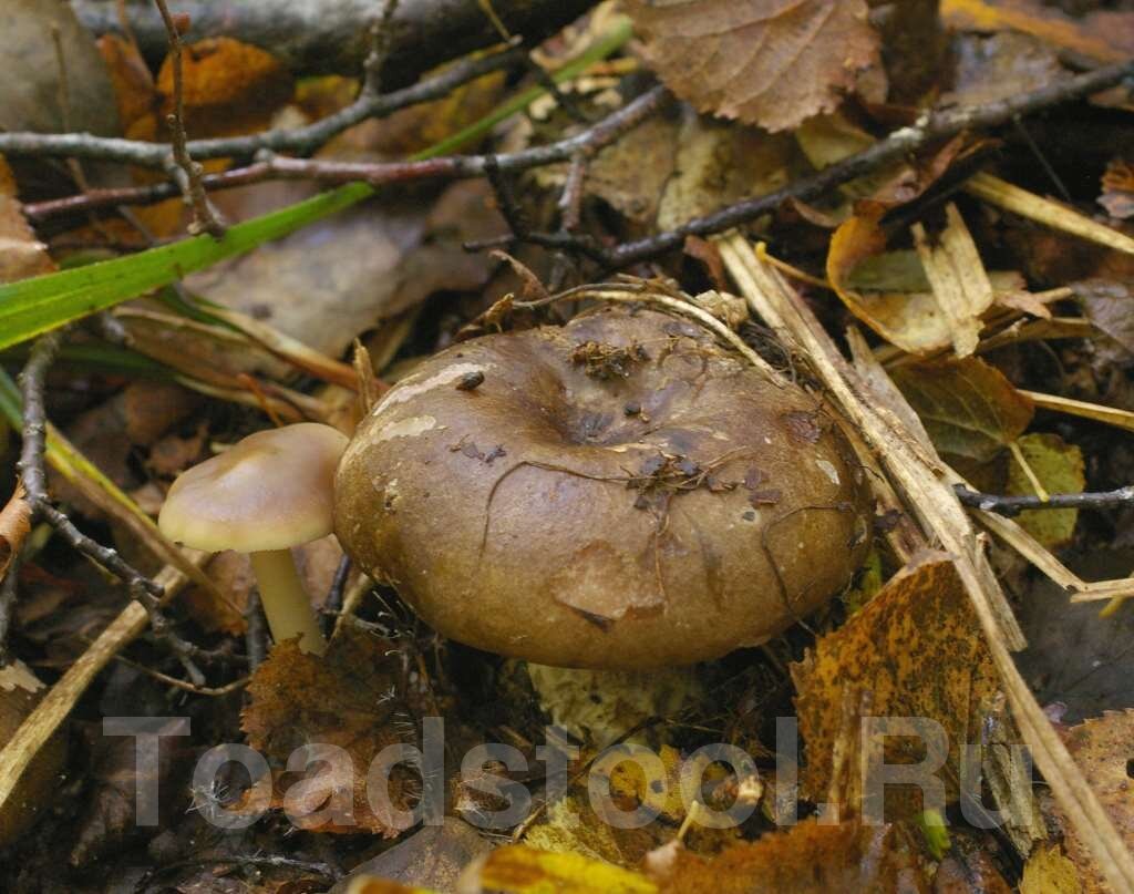 Чернеющий подгруздок с каким-то сотрапезником (фото И.Лебединского)