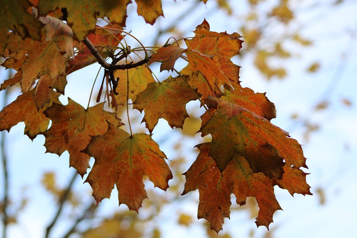 Осень показывает нам палитру желтых цветов, но почему так происходит? NEEDPIX