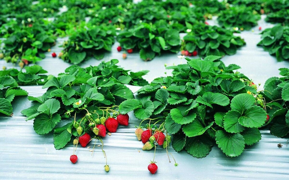 Плантации для клубники