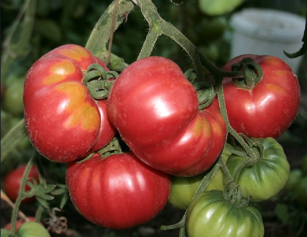 Я всегда беру томаты из Италии – Понтано, до 1 кг весом. 