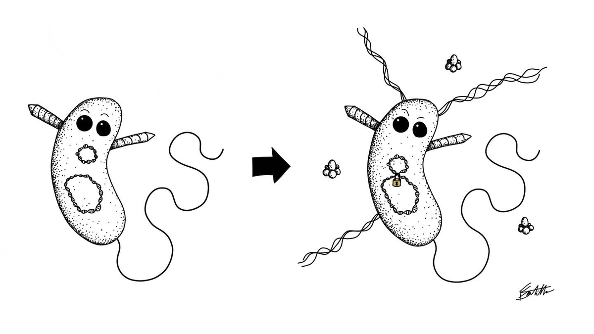 Пандемичный холерный вибрион (Vibrio cholerae) блокирует элемент ДНК (Aux3), который ранее был подвижен в безвредных природных штаммах. Фото: Francis J. Santoriello