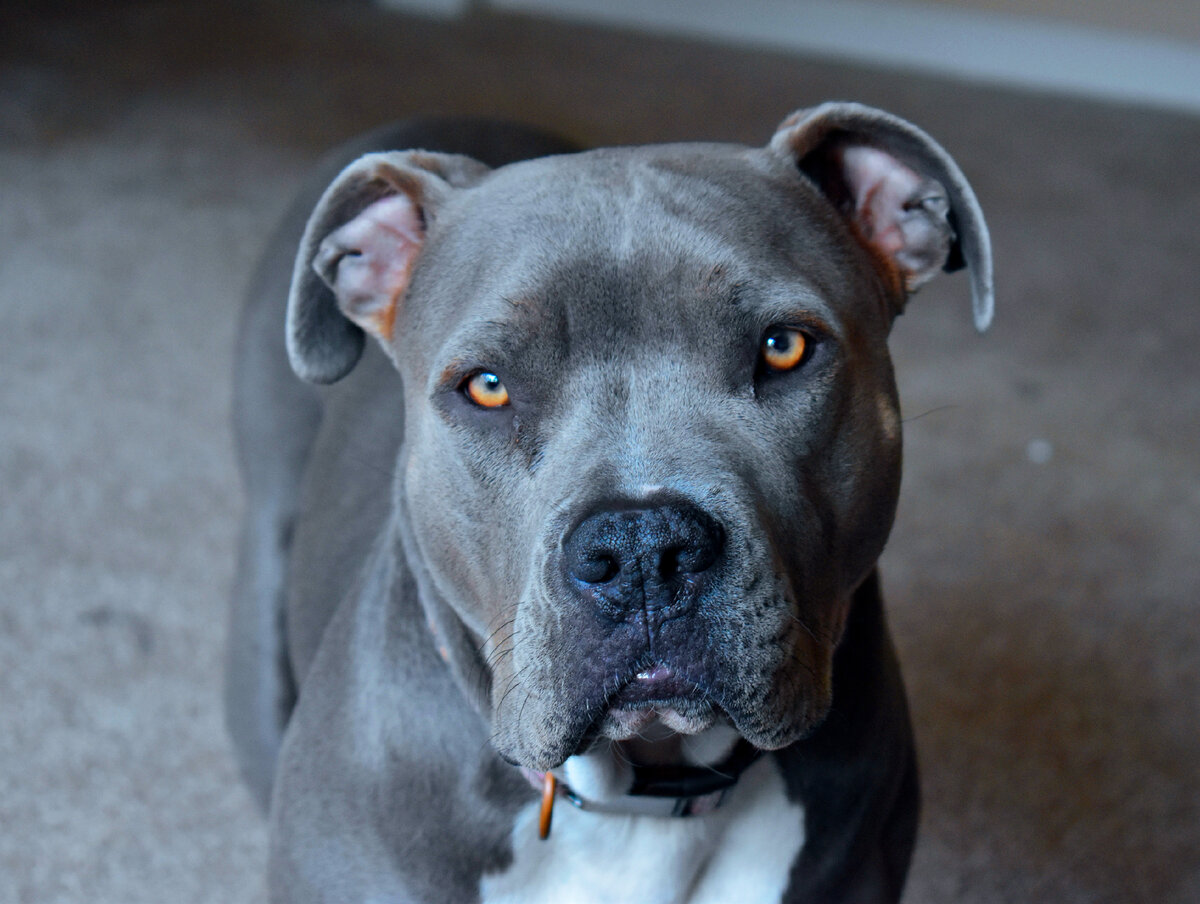 Pitbull Syndicate