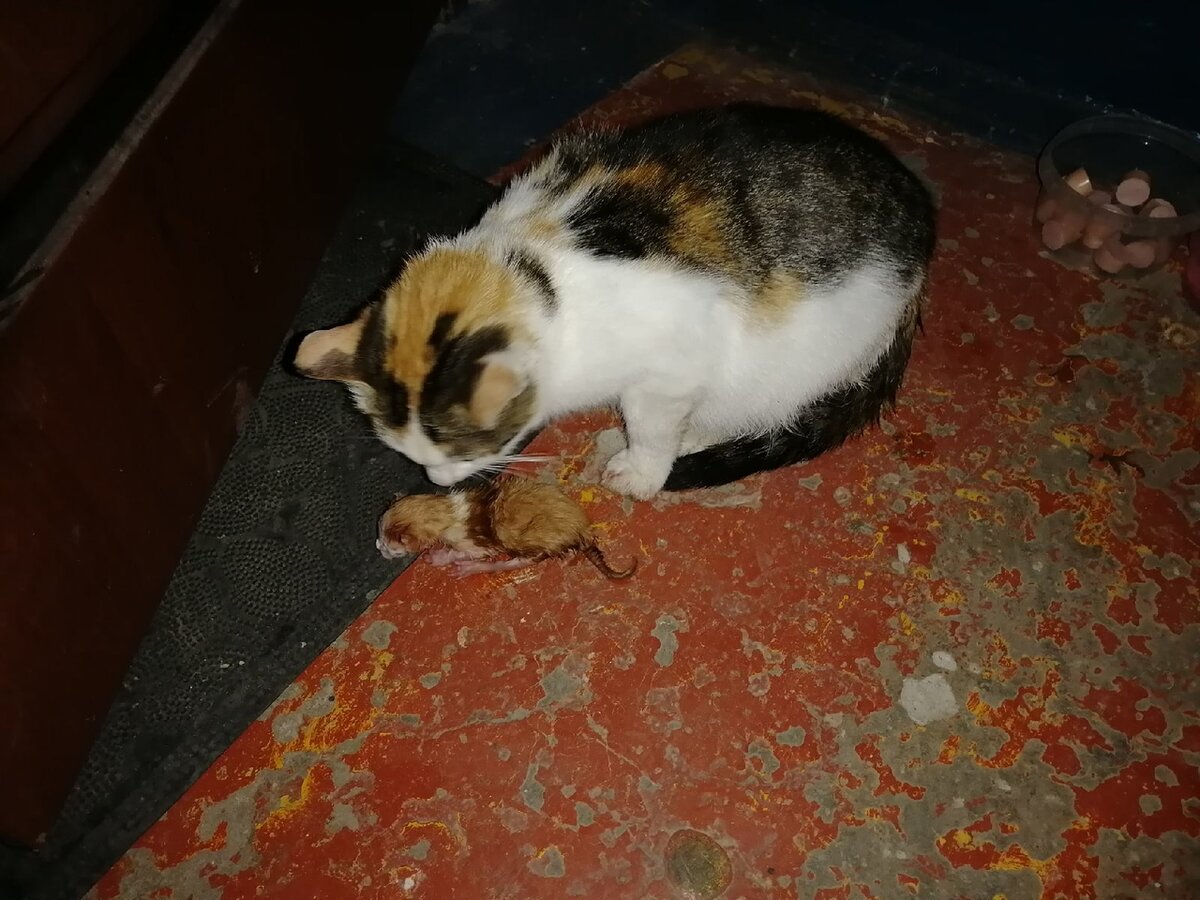 Котенок родился с двумя мордочками. Бездомная кошка рожает. Коты в подвале. Сросшиеся котята у кошки родились. Бездомная кошка рожает.