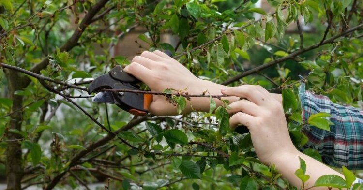 scale_1200 Вишня: Десертная Морозовой