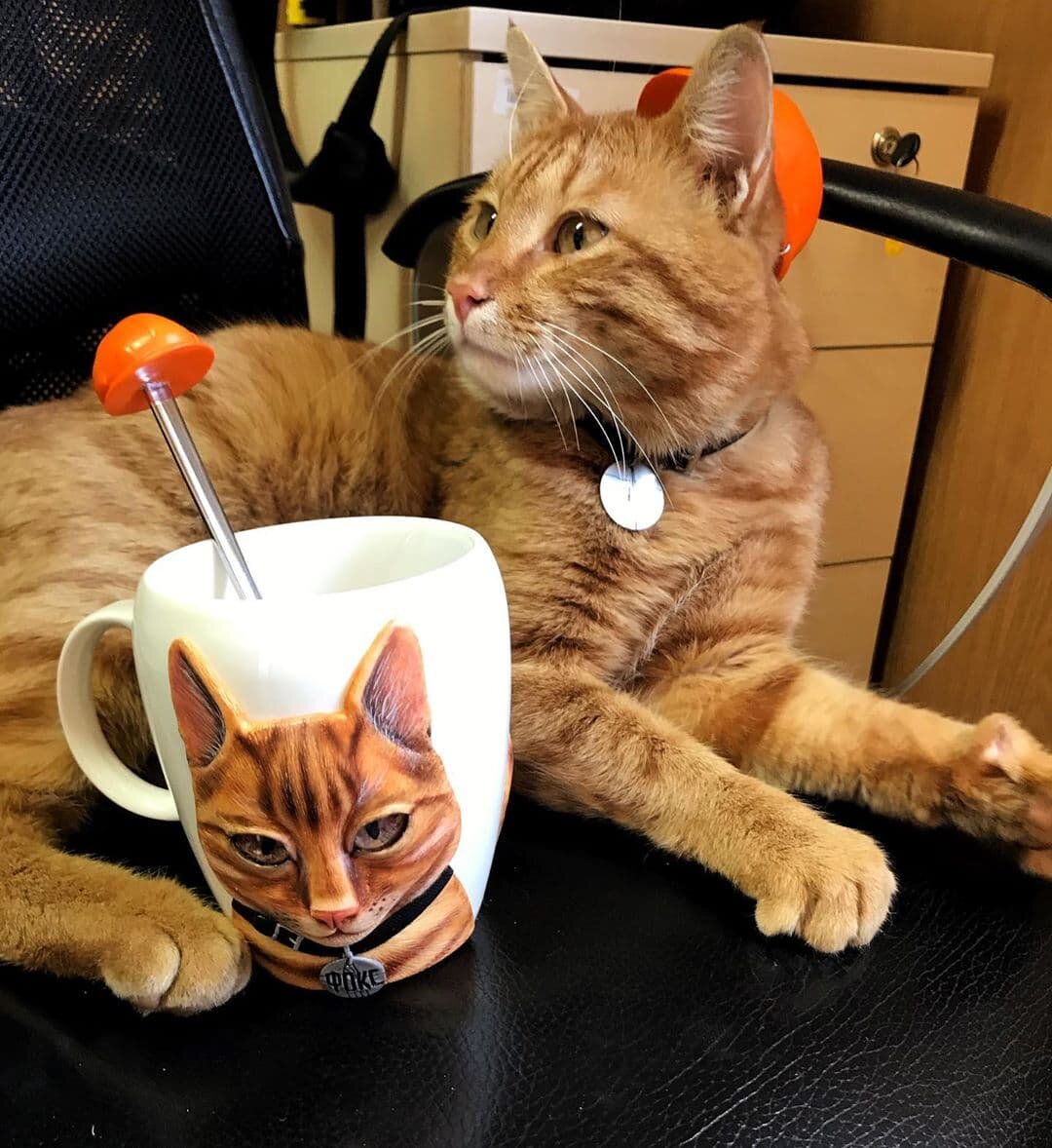 Лахтинский инженерный кот Фокс.