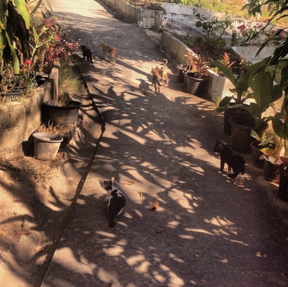 Вот такая свора бегала за хозяйкой, пока она готовила нам дом. Мы насчитали то ли 10, то ли 12 котов (авторское фото).