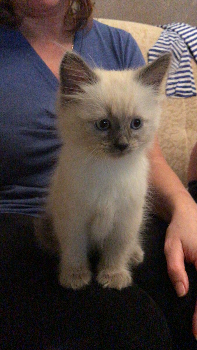 7.01.21 Тимоша только что приехал домой. Ему всего месяц и три недели