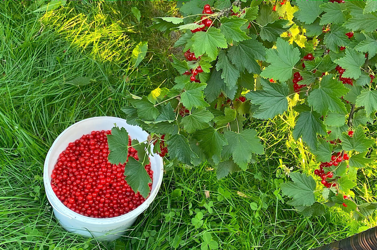 Букет из смородины. Сайт моя смородина. Всходы смородины. Сайт моя смородина. Моя смородина.