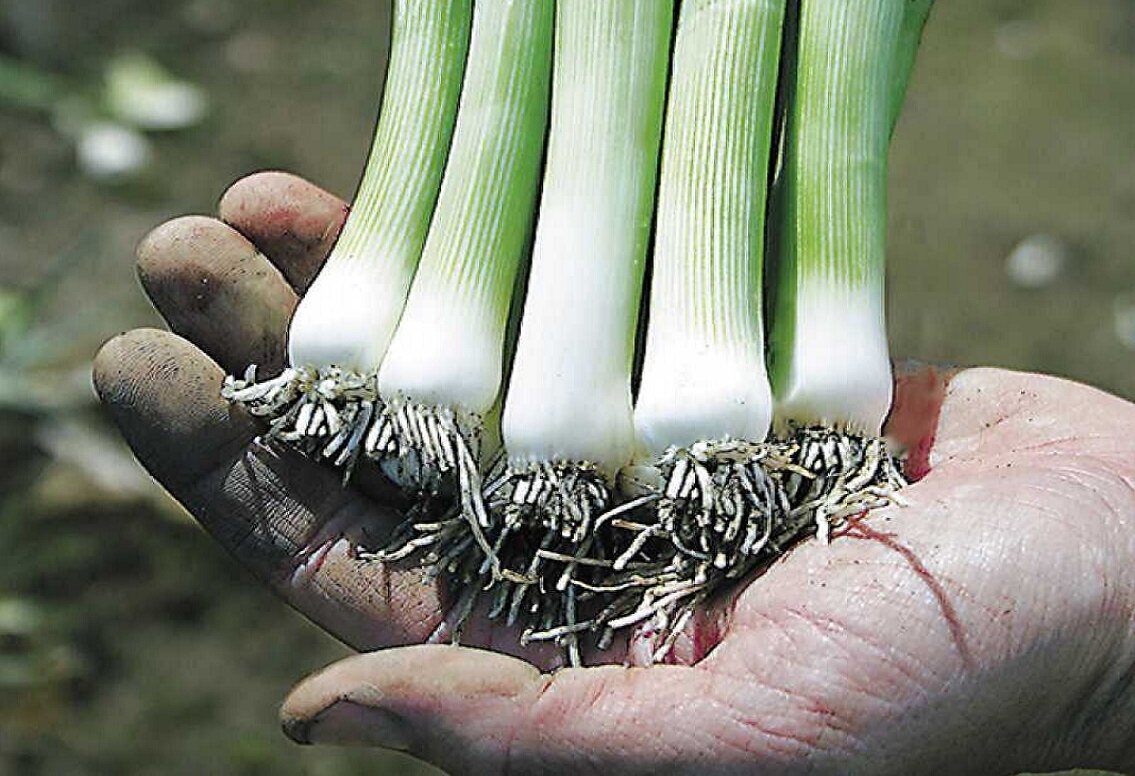 Изображение взято с сервиса Яндекс Картинки