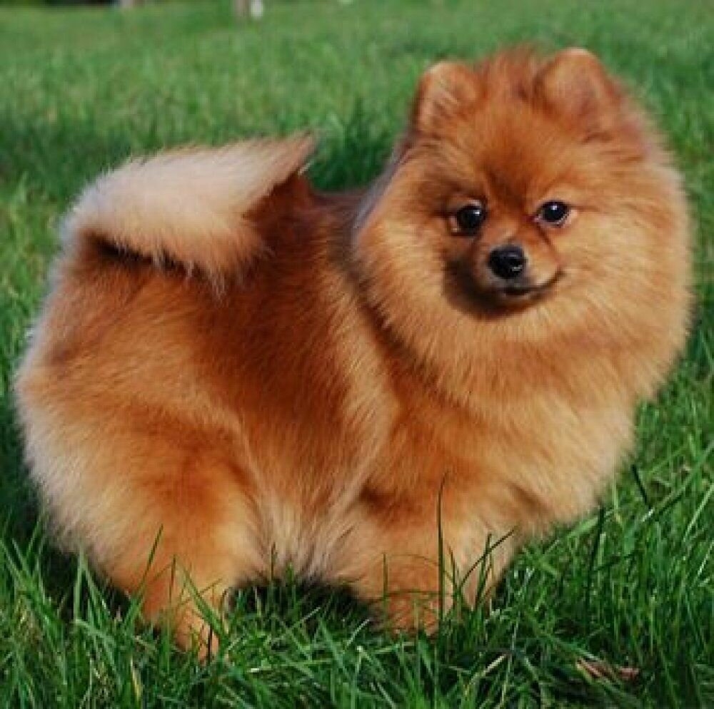 Немецкий шпиц