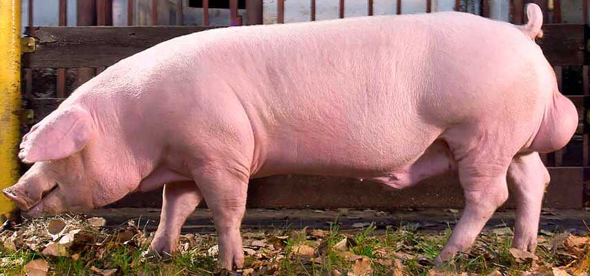 На сегодняшний день миру известно множество свиных пород. Их можно разделить на три направления: У свиней, относящихся к мясному типу, есть ряд отличительных особенностей.