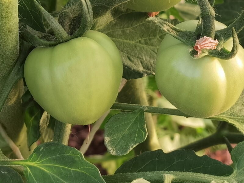 Томаты. Иллюстрация для статьи используется по стандартной лицензии ©dachnyedela.ru