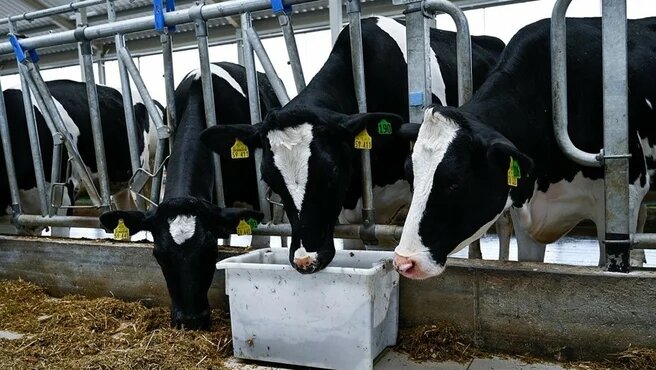 Суммарно инвестпроекты обеспечат производственную мощность на 25 тысяч тонн молока, фото Dp.ru