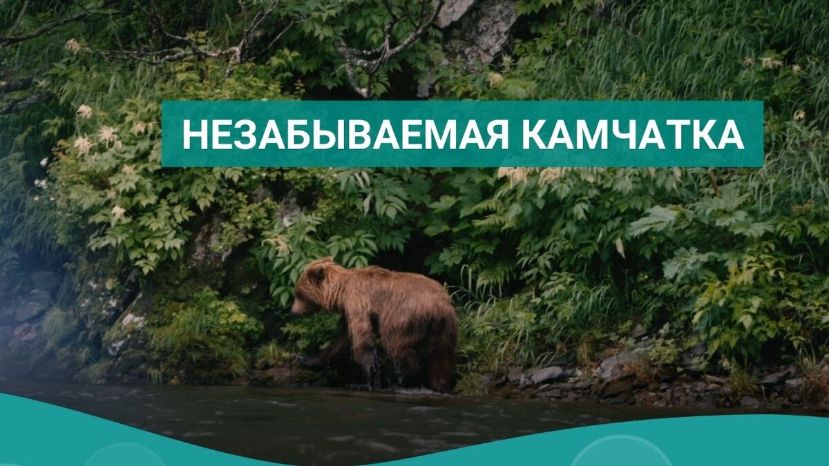 Мое путешествие на Камчатку. Медведи на растоянии 100 метров, поход на Толбачик 