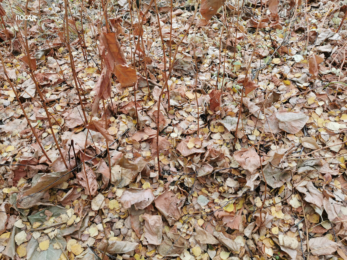 Когда-то здесь была лужайка.