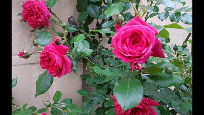 Роза: виды, характеристики, посадка, уход. Почему стоит купить розу именно у компании Растения24