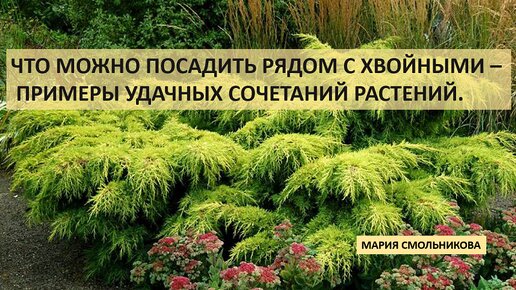 Что можно посадить рядом с хвойными - примеры удачных сочетаний растений.