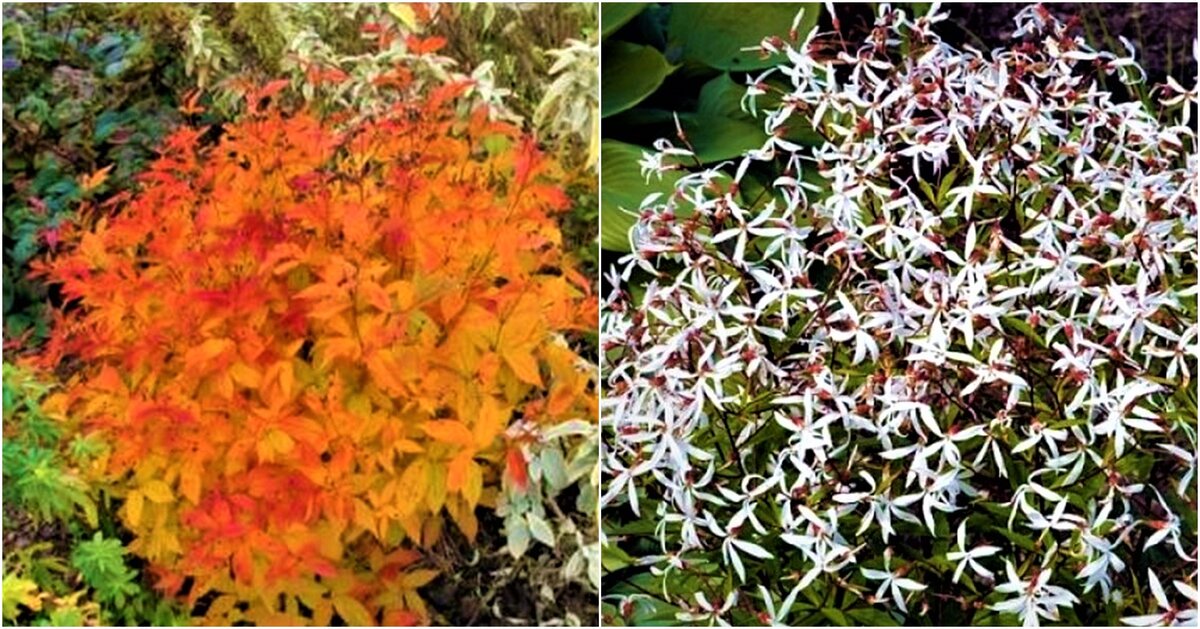  Листайте галерею. Гилления трехлистная. Фото с сайта: https://clck.ru/Yi4db.