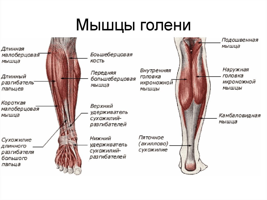 Голень человека фото