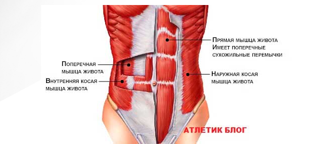 Мышцы пресса анатомия женщины