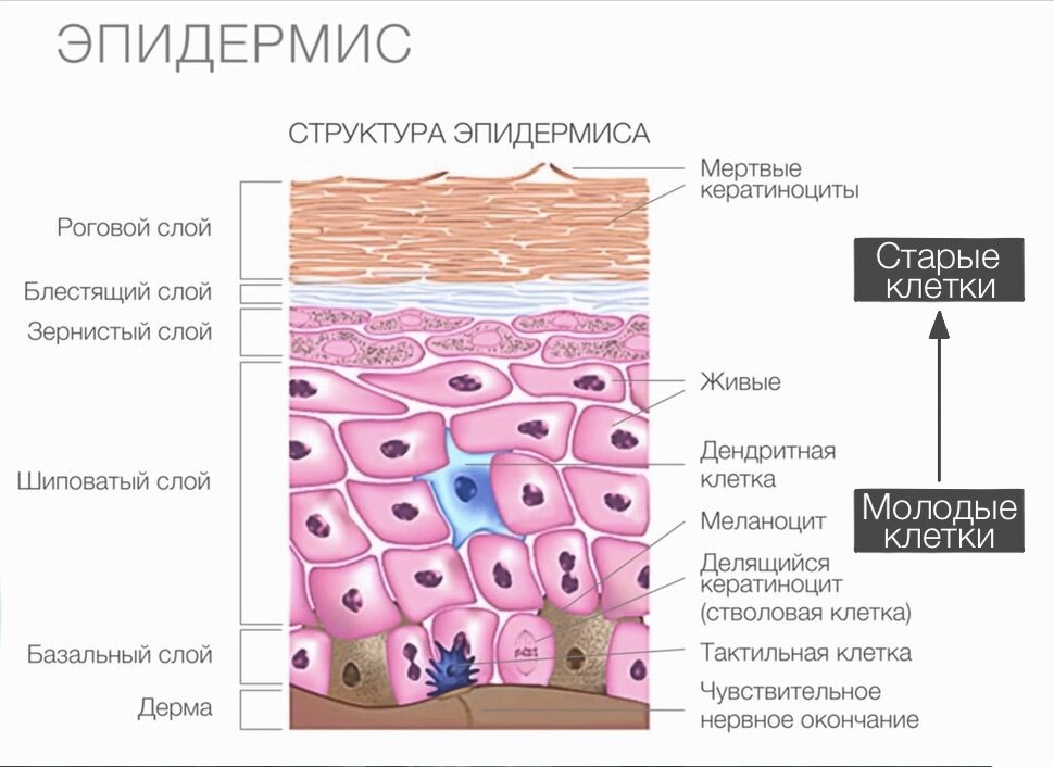 Гиперпигментация кожи — научные статьи на сайте ELDAN Cosmetics