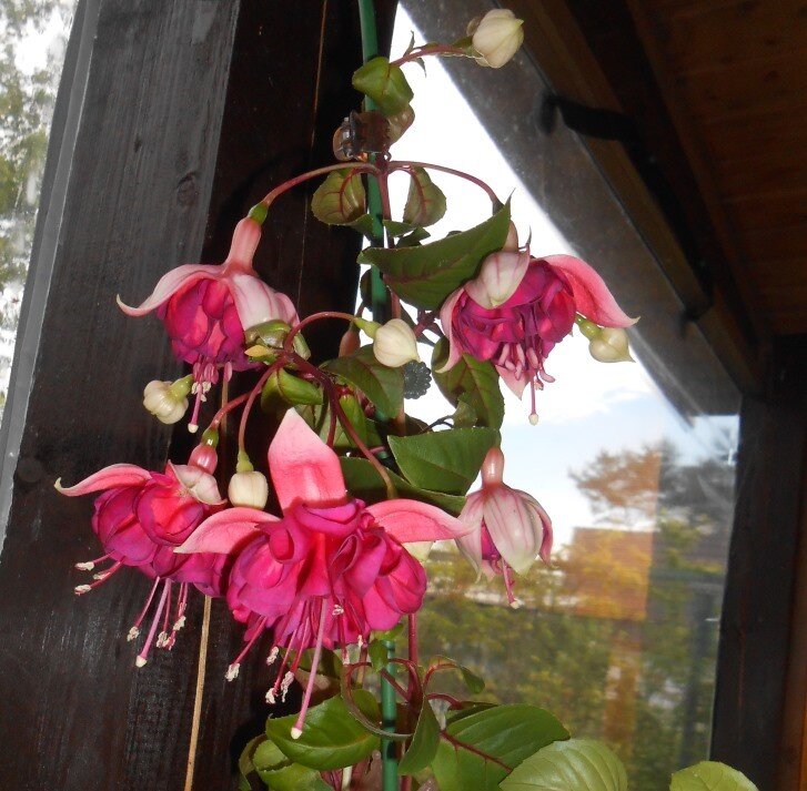 На сцене народный любимицы, заслуженные балеринки, красотки - фуксии! фото моё.