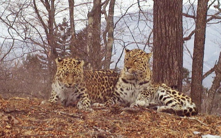 Свидание Валеры и молодой самки