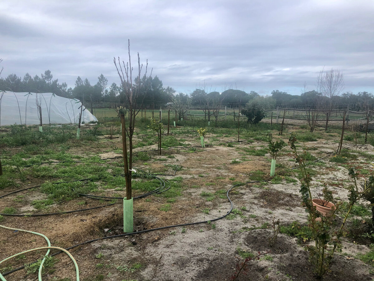 Молодой сад. Здесь еще нужно прополоть крапиву.
