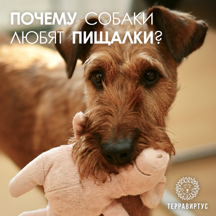 Собака жуёт мягкую игрушку