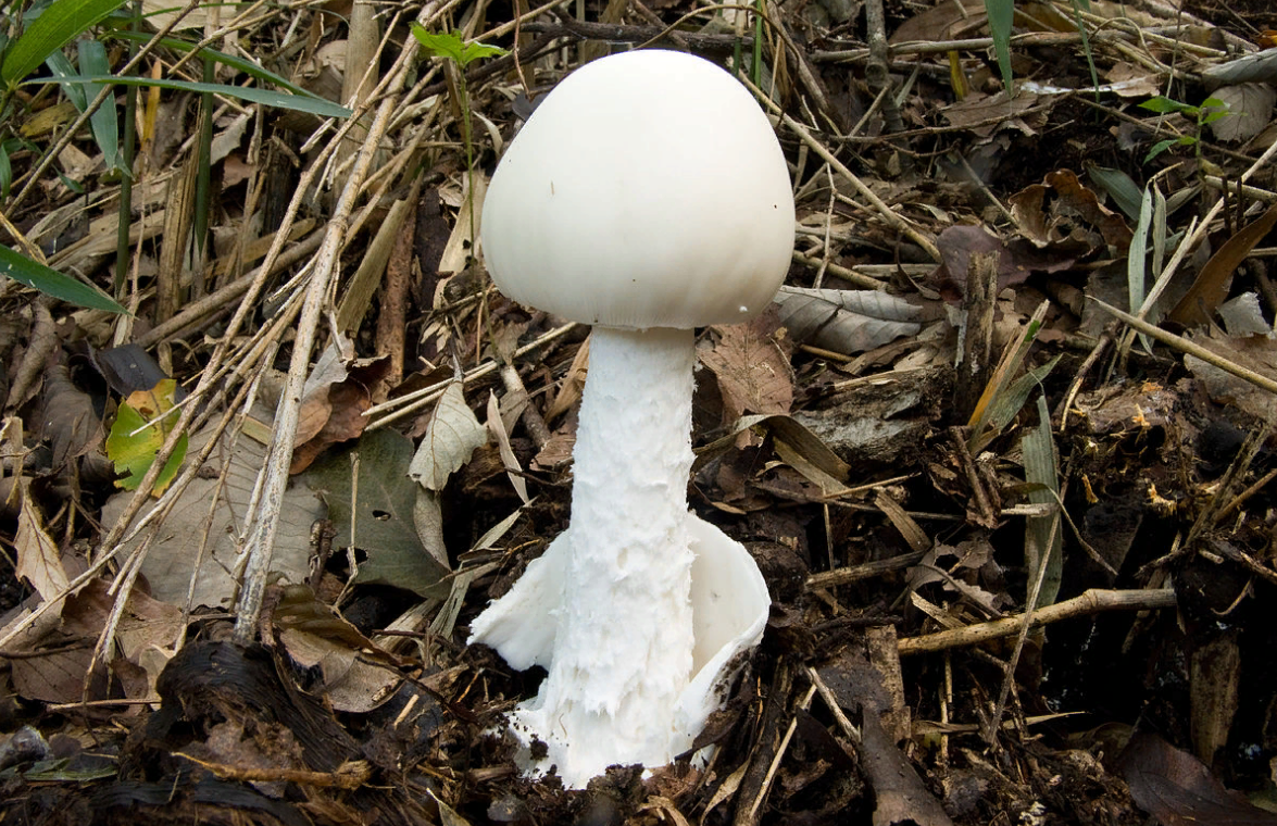 Все грибы сьедобны, но некоторые - один раз. Насколько верна эта ...