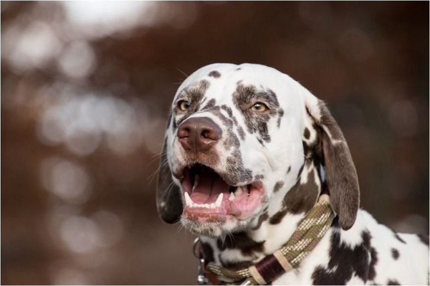 Особенности далматинов